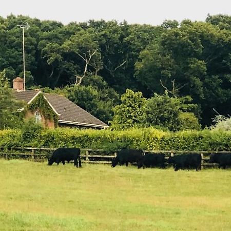 Yellowham Farm, Dorchester Higher Bockhampton Εξωτερικό φωτογραφία