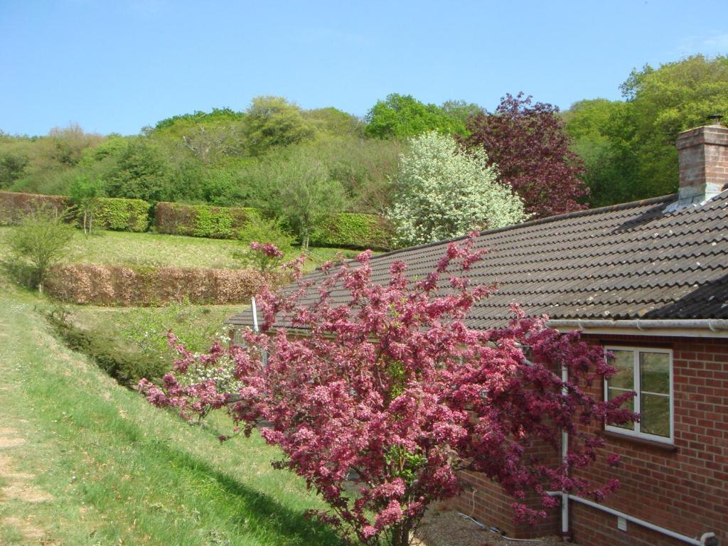Yellowham Farm, Dorchester Higher Bockhampton Εξωτερικό φωτογραφία