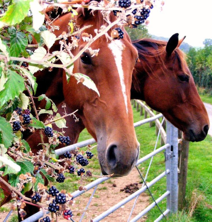 Yellowham Farm, Dorchester Higher Bockhampton Εξωτερικό φωτογραφία