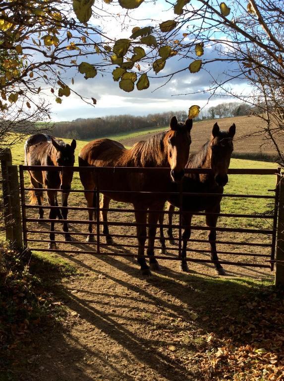 Yellowham Farm, Dorchester Higher Bockhampton Εξωτερικό φωτογραφία