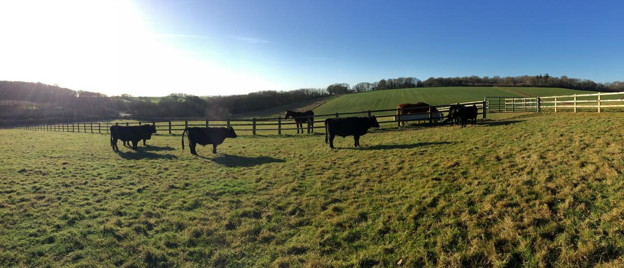 Yellowham Farm, Dorchester Higher Bockhampton Εξωτερικό φωτογραφία